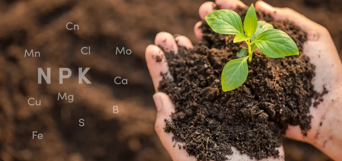 Vai Trò Cực Kỳ Quan Trọng Của Vi Chất Dinh Dưỡng