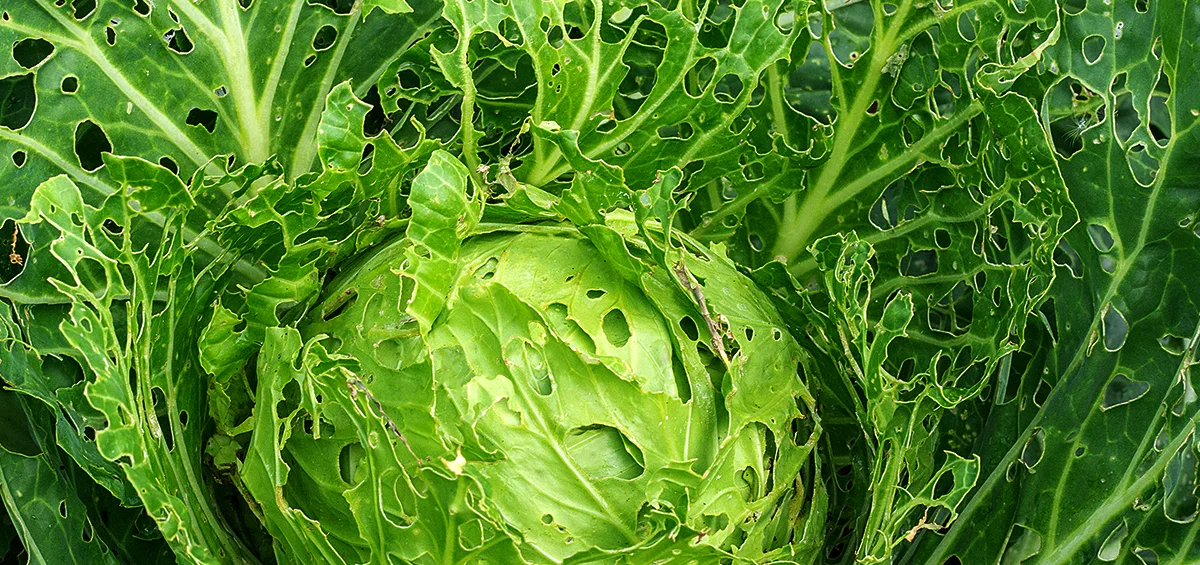 Mất năng suất do sâu bệnh