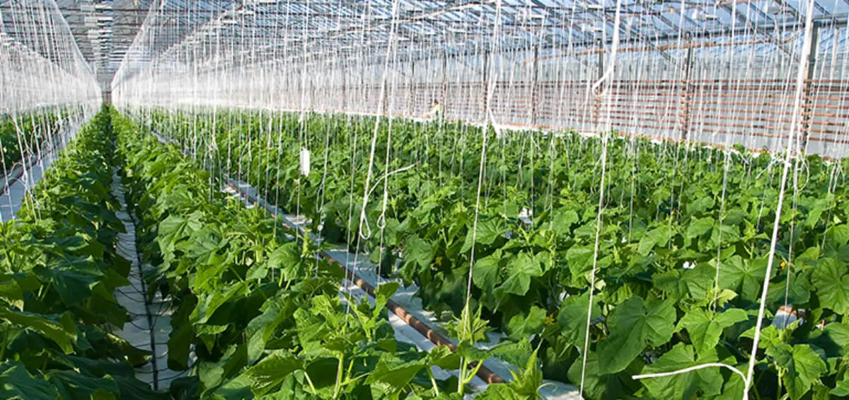 Khắc phục những hạn chế về thời tiết với canh tác trong nhà kính