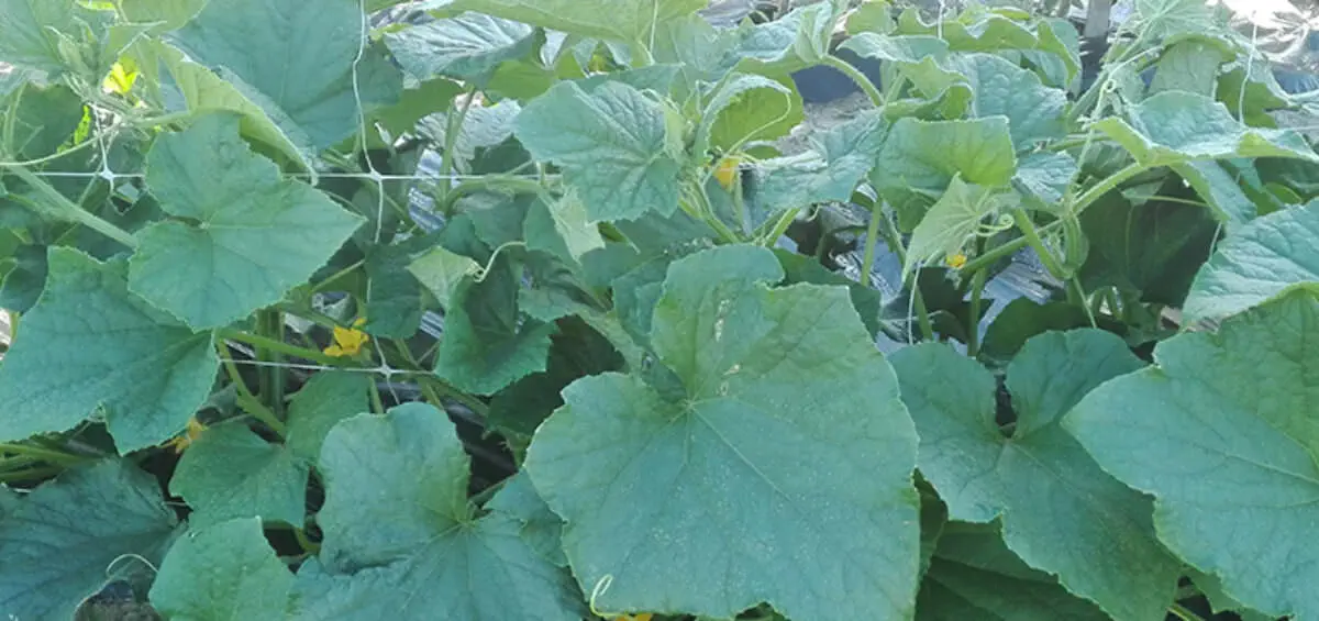 Làm thế nào để bảo dưỡng cây trồng thường xuyên mang lại năng suất ổn định?