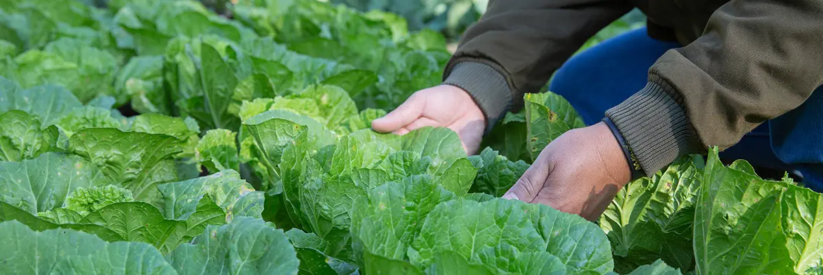 Sự thật quan trọng nhất về canh tác hữu cơ