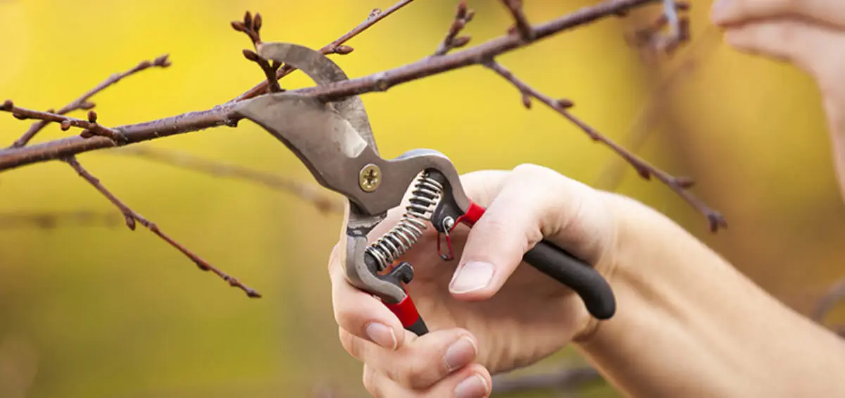 Cắt tỉa như một chiến lược thực hành để tăng năng suất trái cây