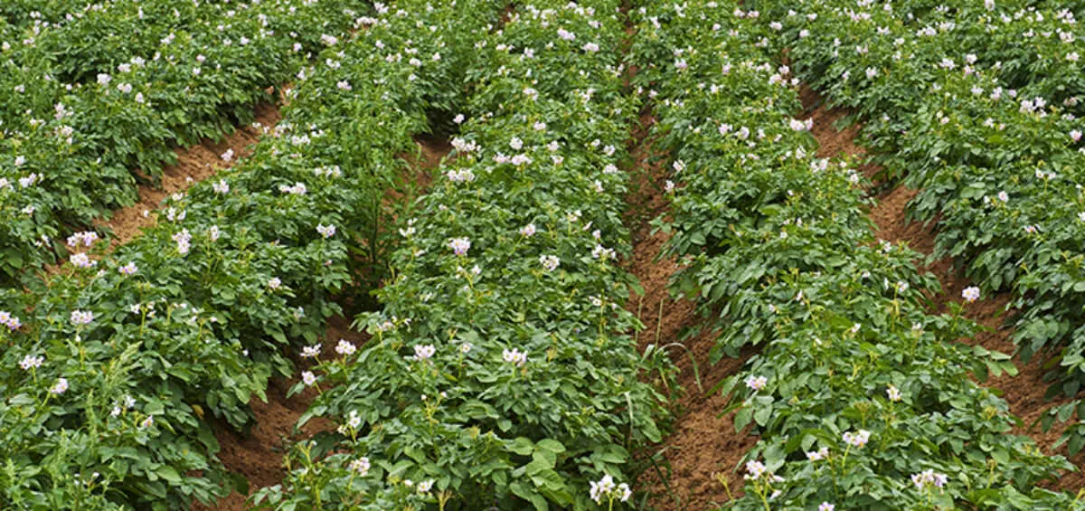 Kiểm soát cỏ dại bằng cuốc chính xác