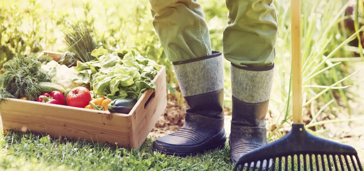Canh tác thông thường chống lại sự bền vững