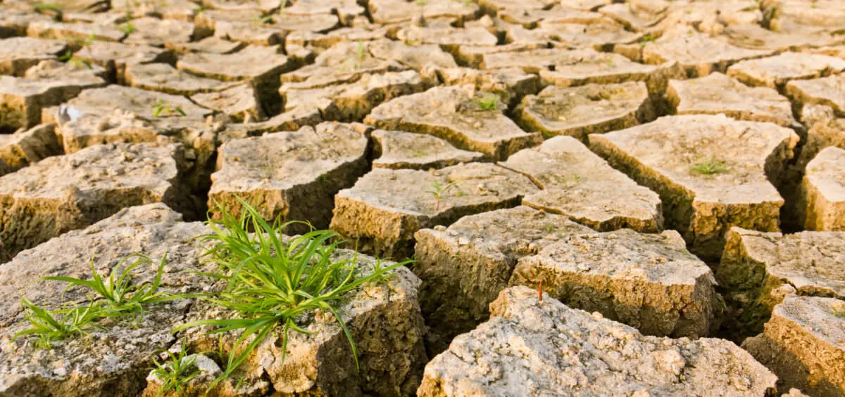 Tăng sản xuất lương thực là có thể mà không phá rừng