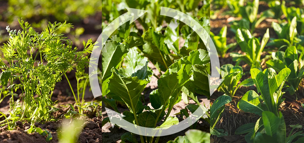Bí quyết cổ xưa để cải tạo đất