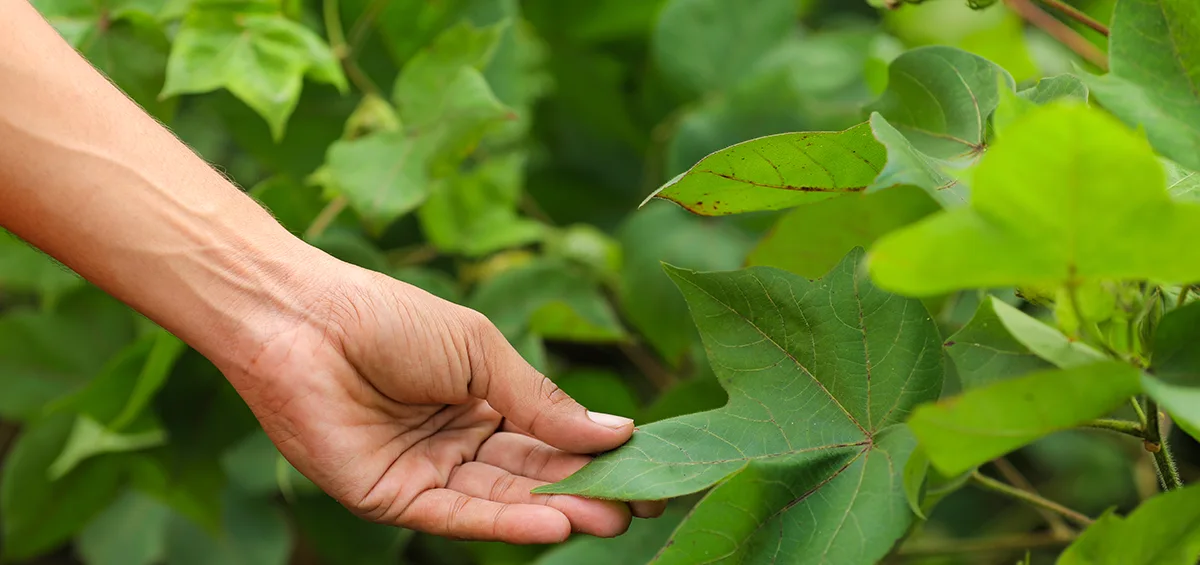 Biện pháp quản lý dịch hại chính trên bông
