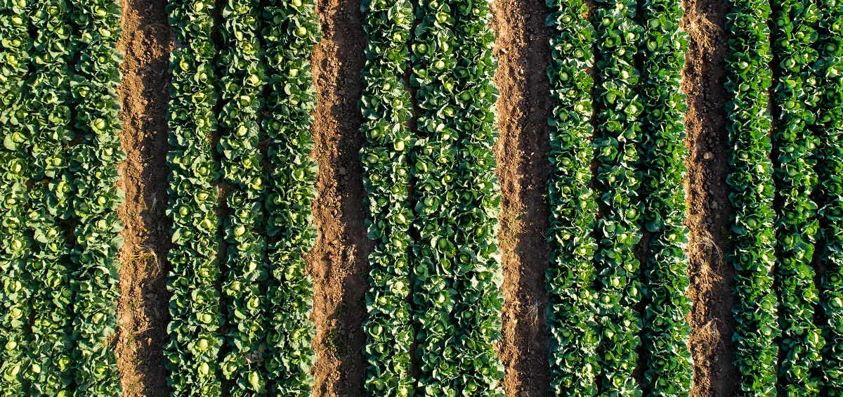 Tăng năng suất trang trại thông qua các giải pháp AgTech