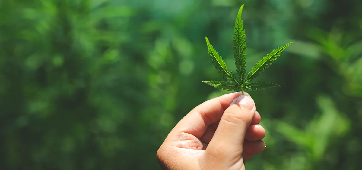 Quản lý trang trại gai dầu với hệ thống AGRIVI