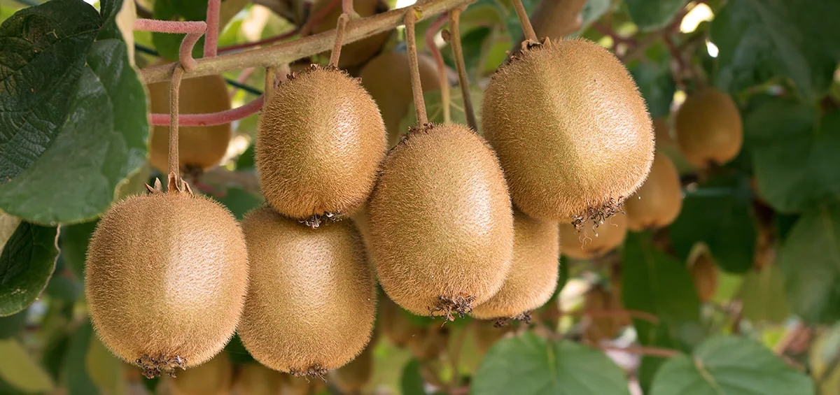 Thu hoạch trái Kiwi