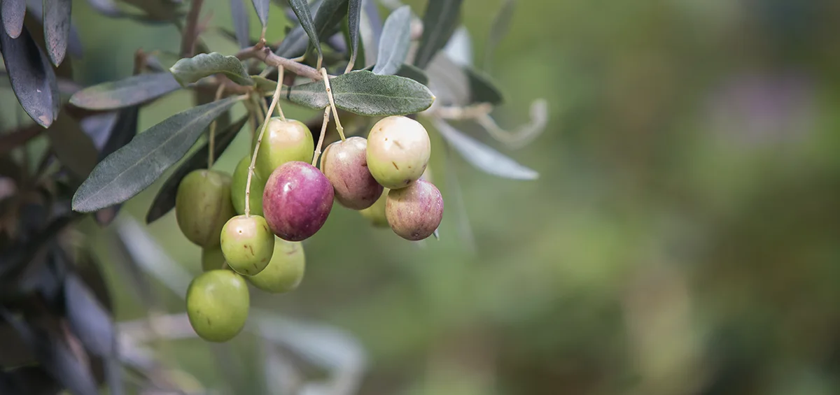 Quản lý Ruồi đục quả Olive bằng các biện pháp bảo vệ sau đây