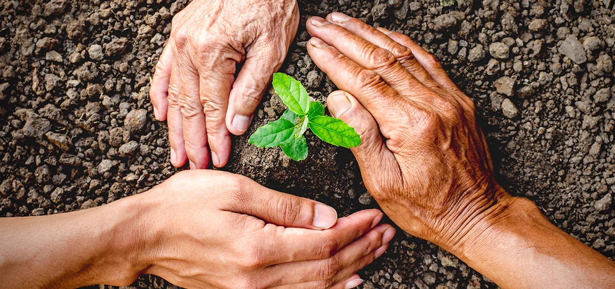 Sự phát triển của nông nghiệp